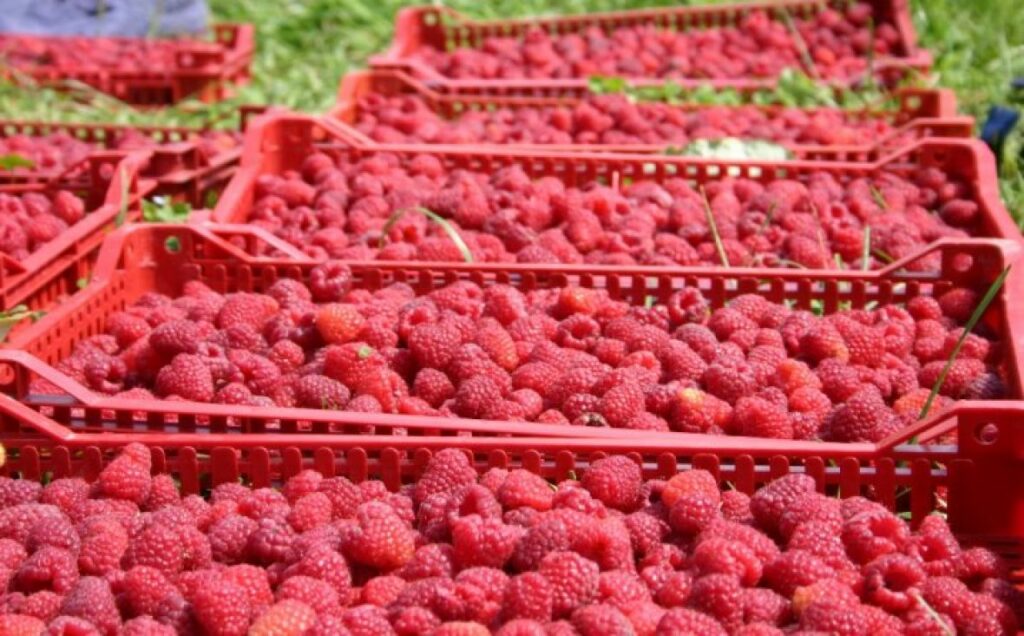 Više se ne isplati proizvoditi, jer dok beraču platite marku, uložite u repromaterijal…