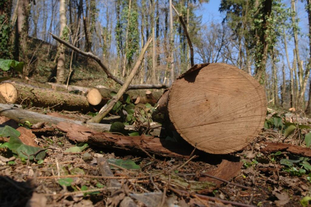 Šumska krađa u Bužimu! Posječeno 13 kubika bukve, policija traga za počiniteljiam