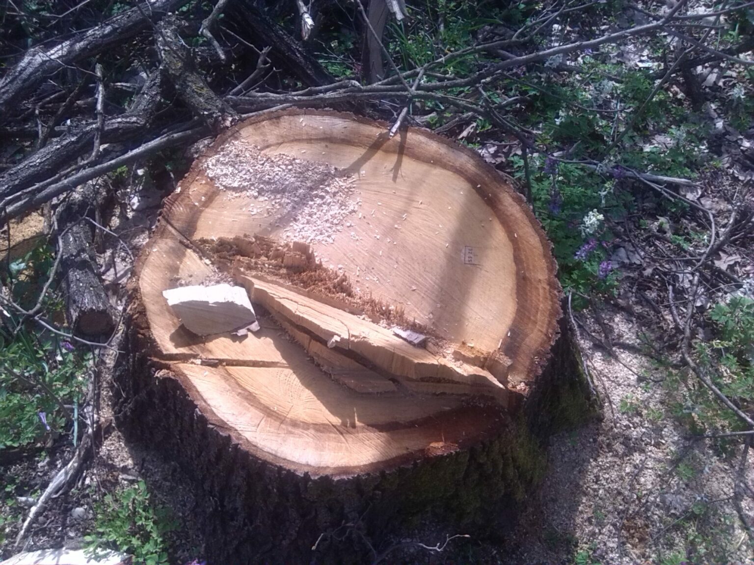 Ukradeno 14 kubika drveta, policija traga za počiniteljima