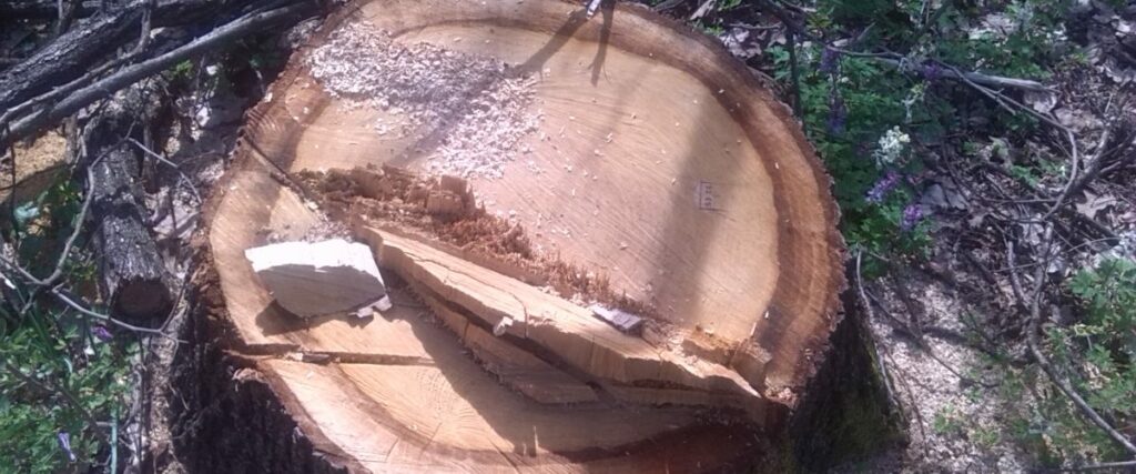 Šumska krađa u Cazinu! Posječeno 8 kubika drveta, policija traga za počiniteljima