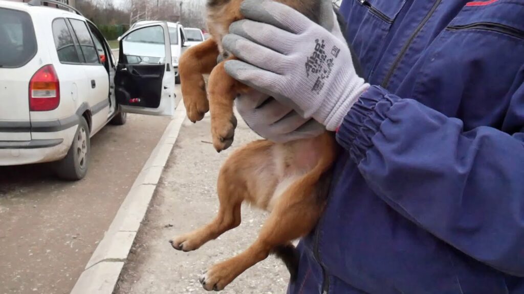 Opravdano ili ne? Šinteri u Cazinu odveli psa kojeg su učenici voljeli