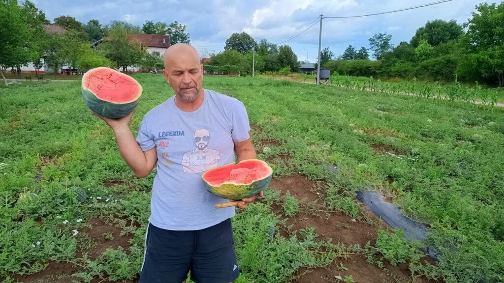 Prve lubenice stigle sa polja Suada Mehinagića kod Sanskog Mosta