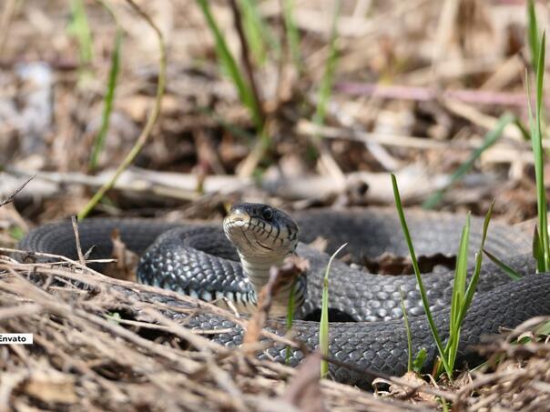 Ovo može jako privući zmije u vašu kuću