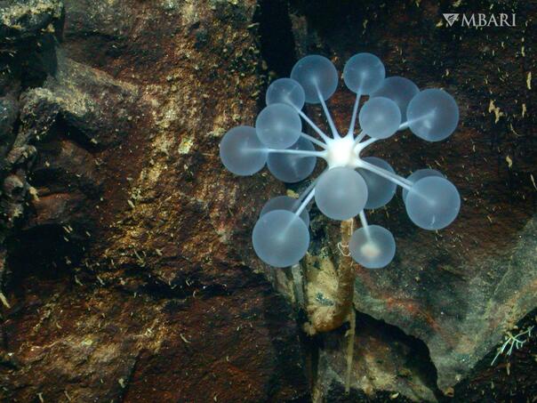 Otkriveno desetine novih vrsta na morskom dnu