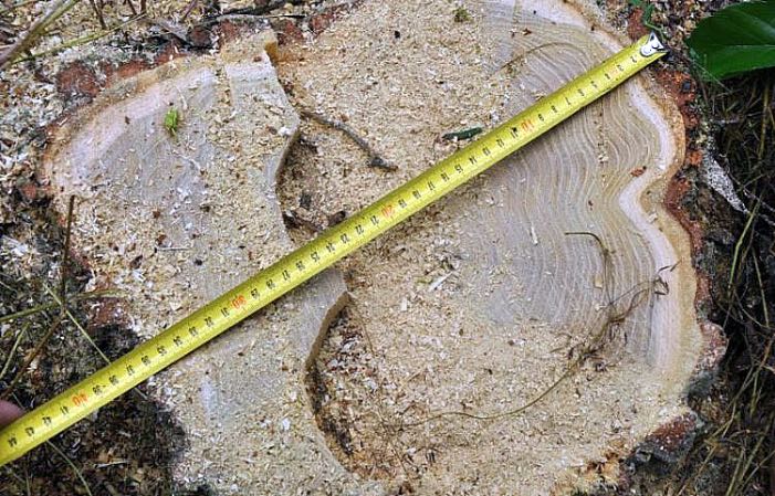 U Bosanskoj Krupi ukradeno pet kubika drveta, policija u potrazi za kradljivcima