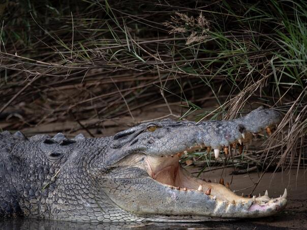 Australski naučnici otkrili “krokodile penjače”: Lovili su s drveća poput geparda