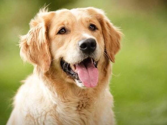 Instinkt i emocije: Šta pas pokušava “reći” kada vas liže