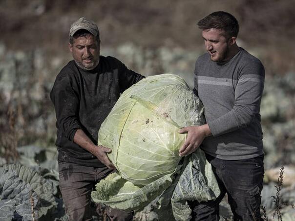 Turski farmer oduševljen: Uzgojio kupus težak 57 kilograma