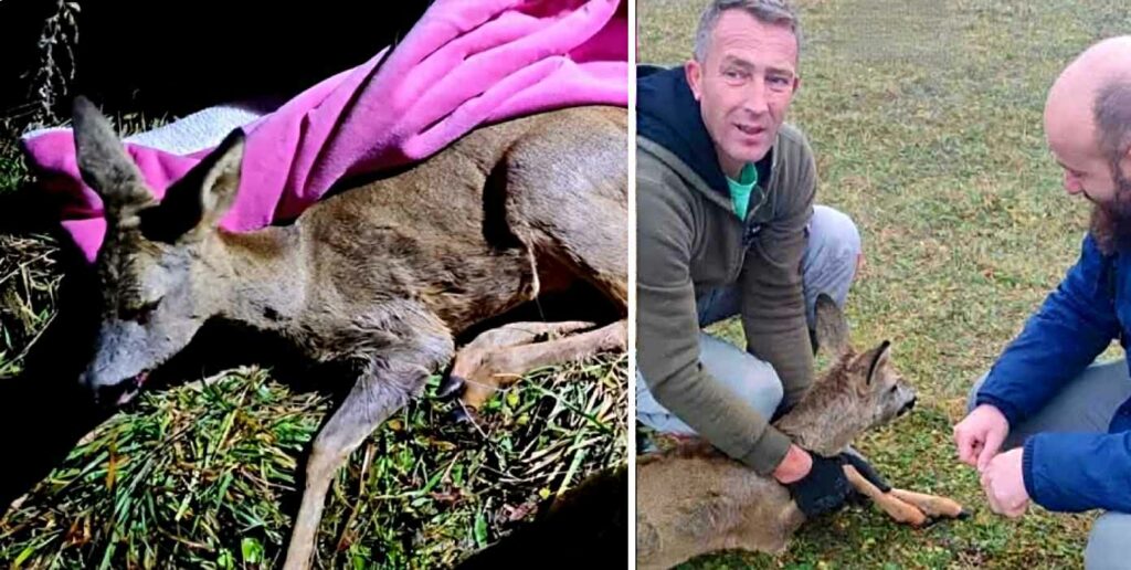 Zahvaljujući herojima iz Cazina vraćena u prirodu