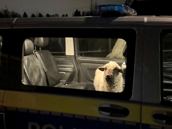 Njemačka: Odbjeglu ovcu policija sprovela vozilom u stanicu