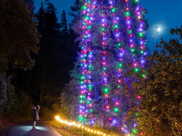 Ovo je najviše božićno drvce na svijetu