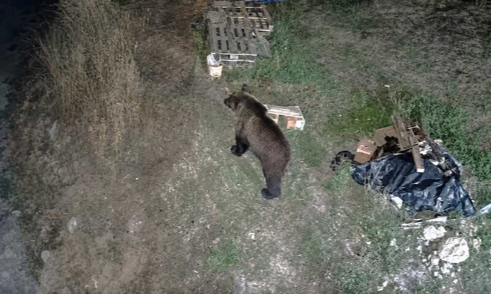 Medvjed viđen uz Krušnicu, kreće se i u blizini kampova