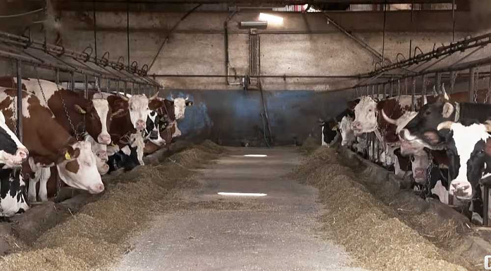 Poljoprivrednicima prijeti najteža godina, urod kukuruza prepolovljen,