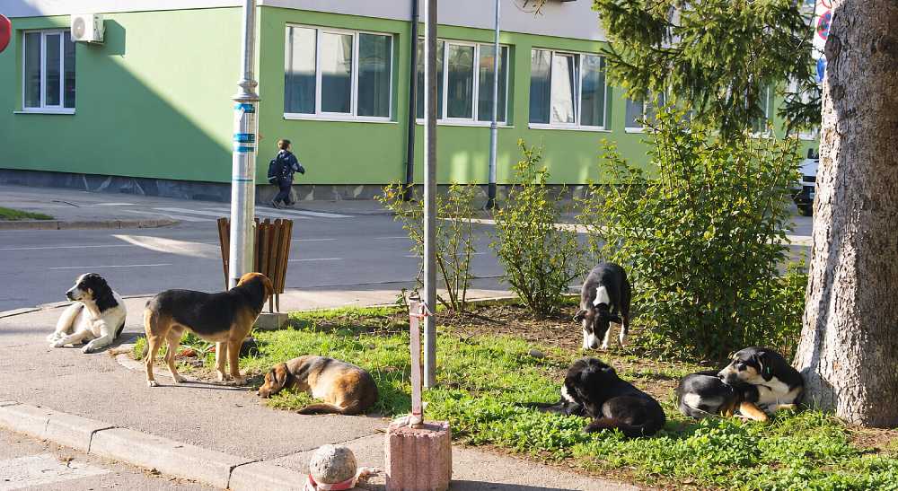 Može li ovo konačno riješiti problem pasa lutalica u USK? Sutra ključni sastanak u Velikoj Kladuši