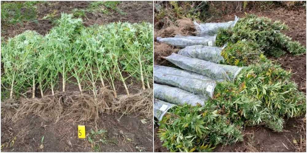 Pronađena plantaža sa stotinama biljaka nalik marihuani